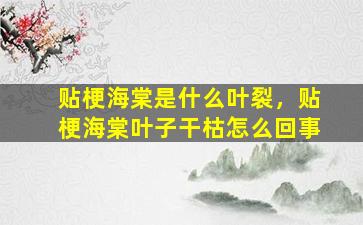 贴梗海棠是什么叶裂，贴梗海棠叶子干枯怎么回事